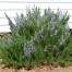 Rosemary: the remembrance of the Mediterranean Diet