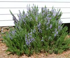 Rosemary - the remembrance of the Mediterranean Diet
